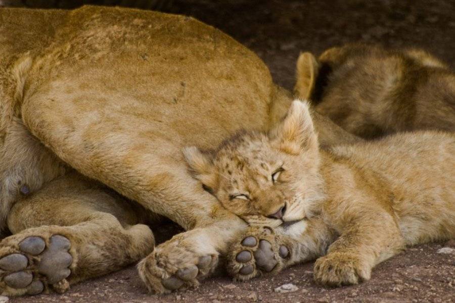LIONS - ©PARADIES SAFARIS
