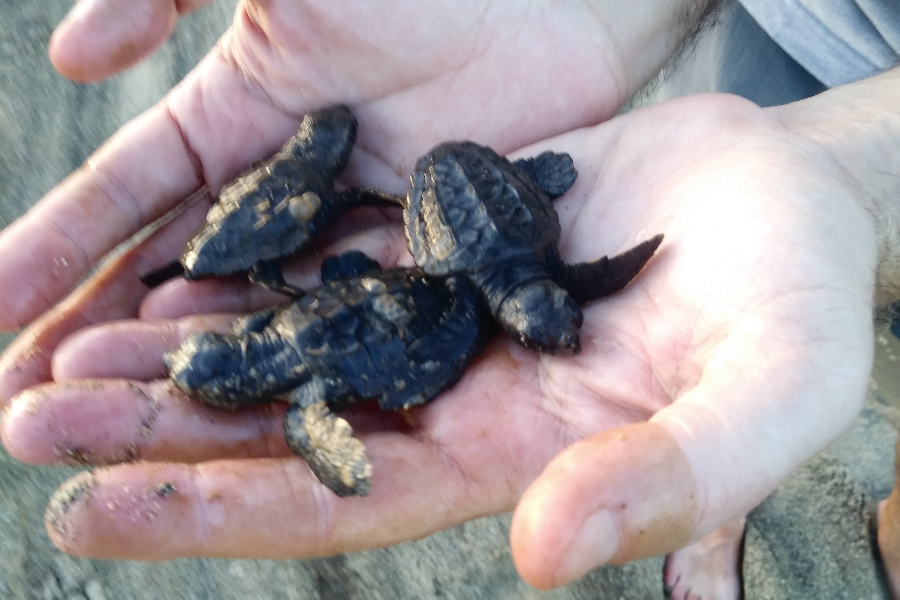 naissance des tortues de septembre à fin octobre - ©Bernard Portier