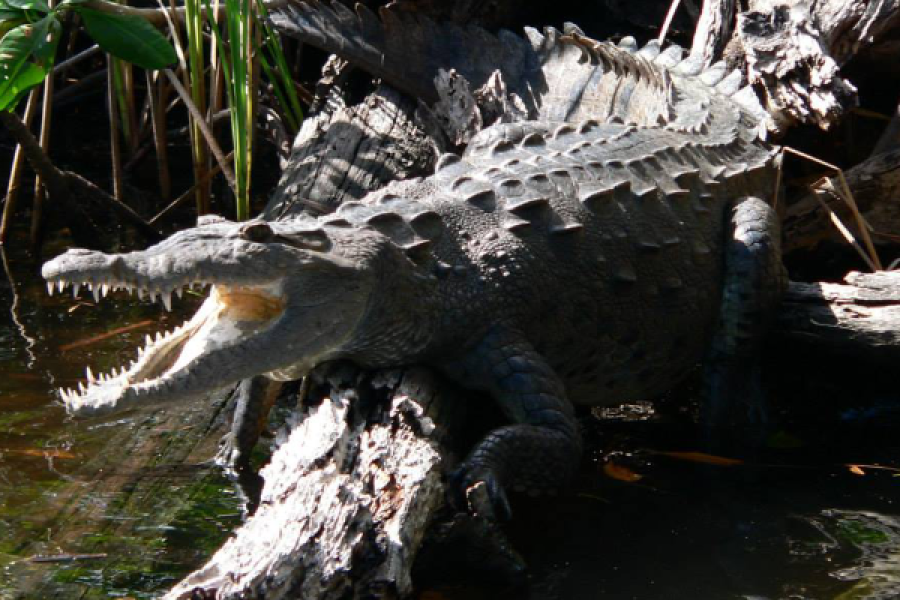 Black River crocodile