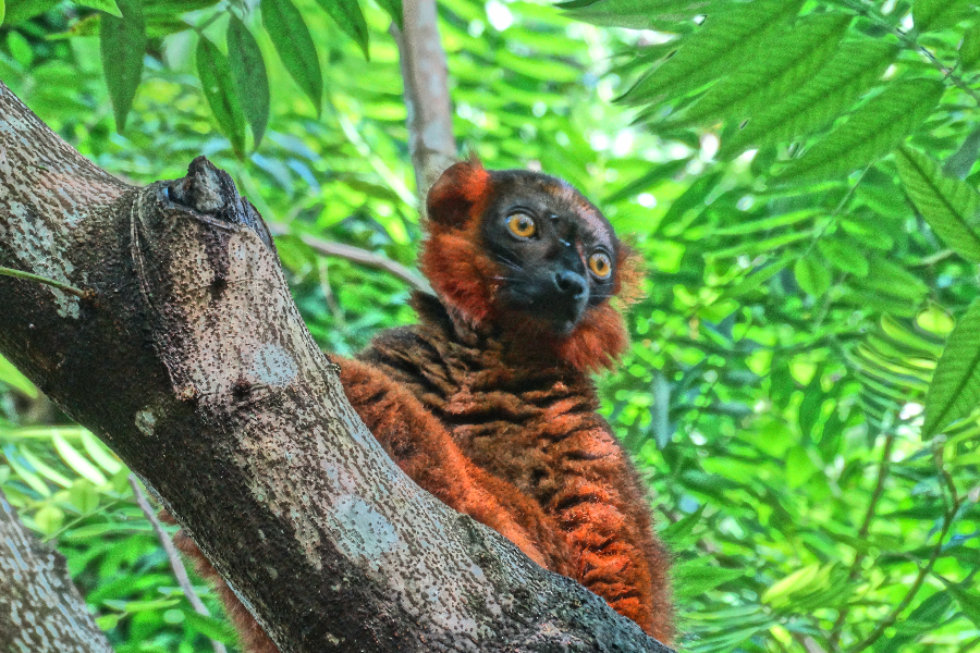 Lémurien de Madagascar - ©Tour Malin Madagascar