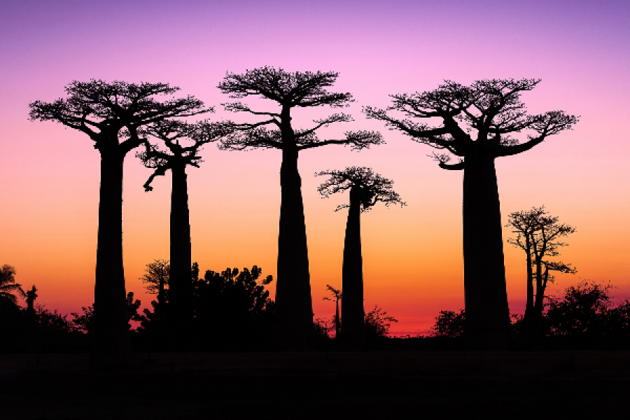 allee-baobabs-madagascar - ©Laurent Guigue