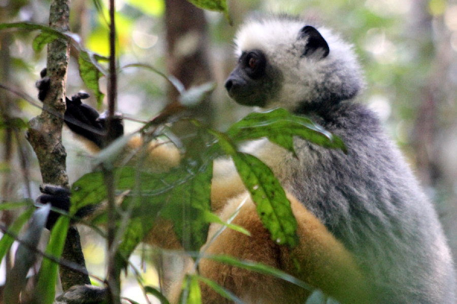 lemurien-madagascar - ©David Guidoux