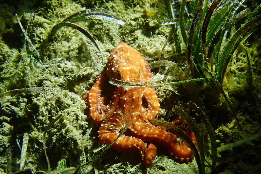CYCLADIC DIVING