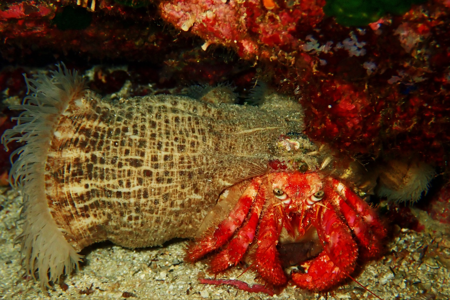 CYCLADIC DIVING