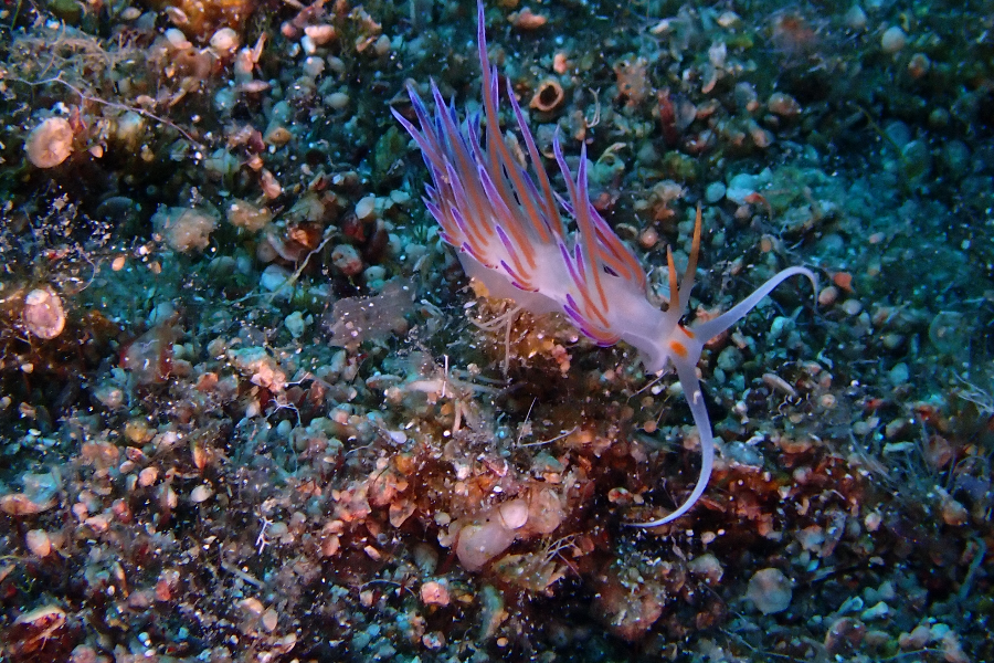 Cratena Peregrina