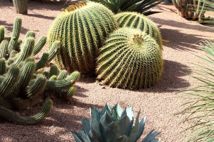 Curioso - Shutter... - ©JARDIN MAJORELLE