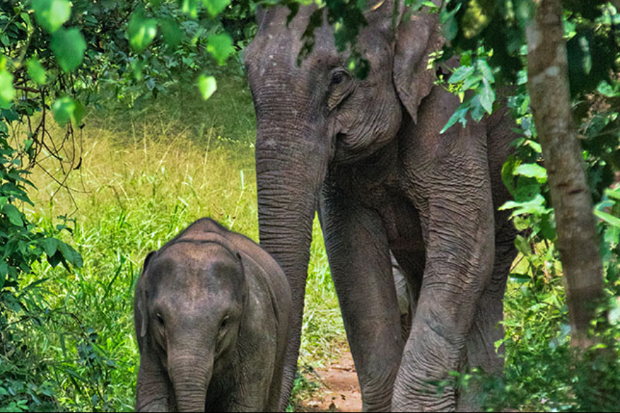 ELEPHANT CONSERVATION CENTER