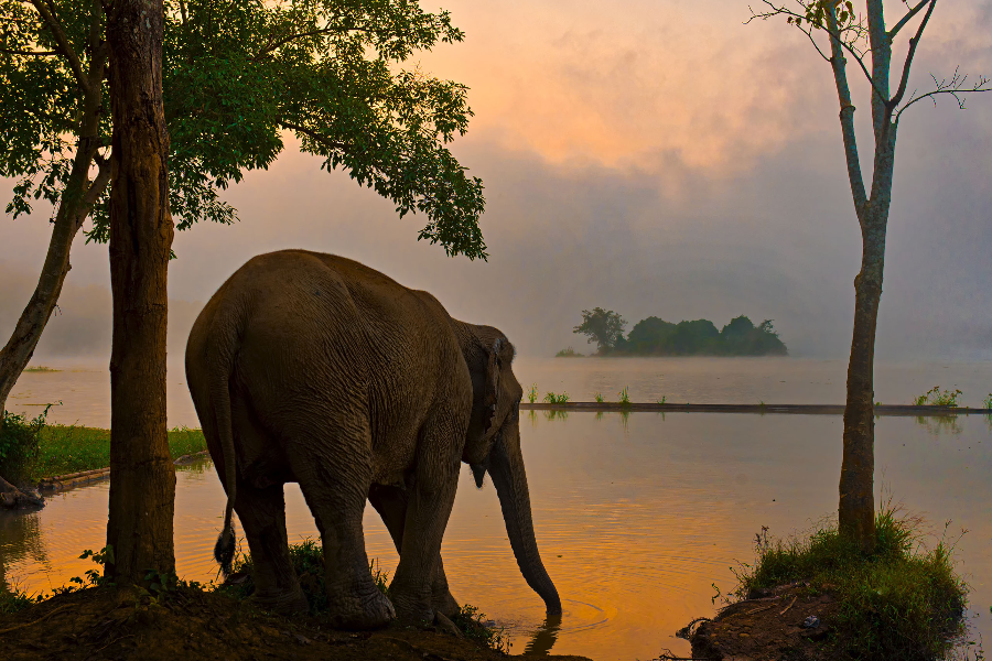 ELEPHANT CONSERVATION CENTER