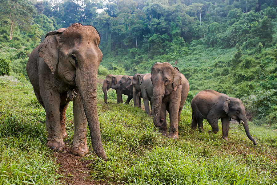 ELEPHANT CONSERVATION CENTER