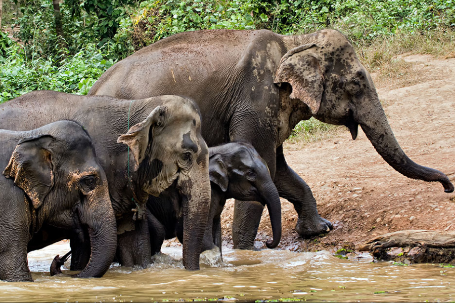 ELEPHANT CONSERVATION CENTER