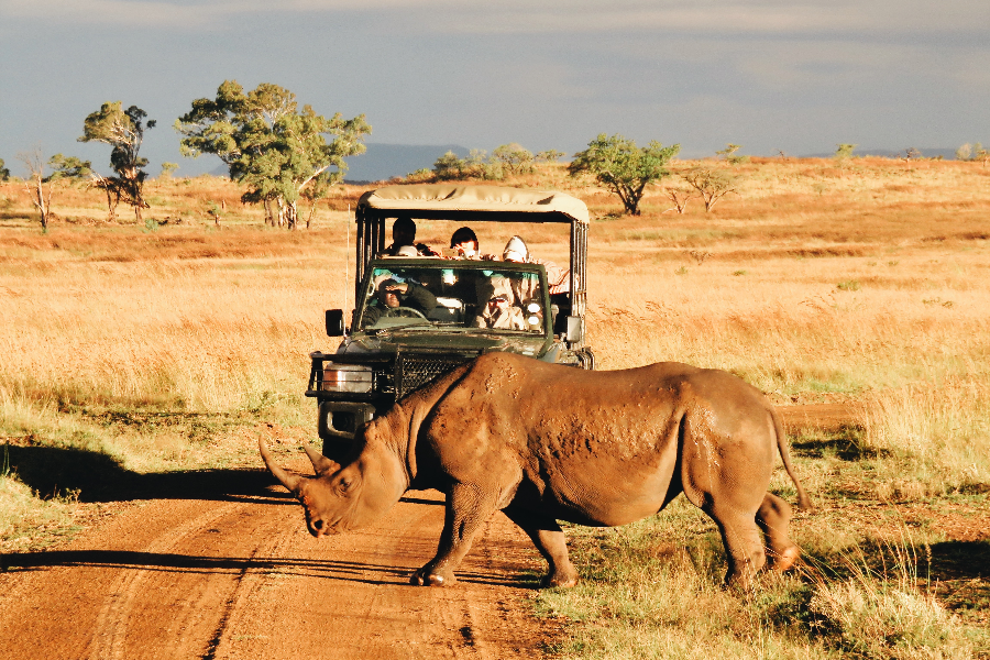 safari rhino - ©esiweni safari lodge