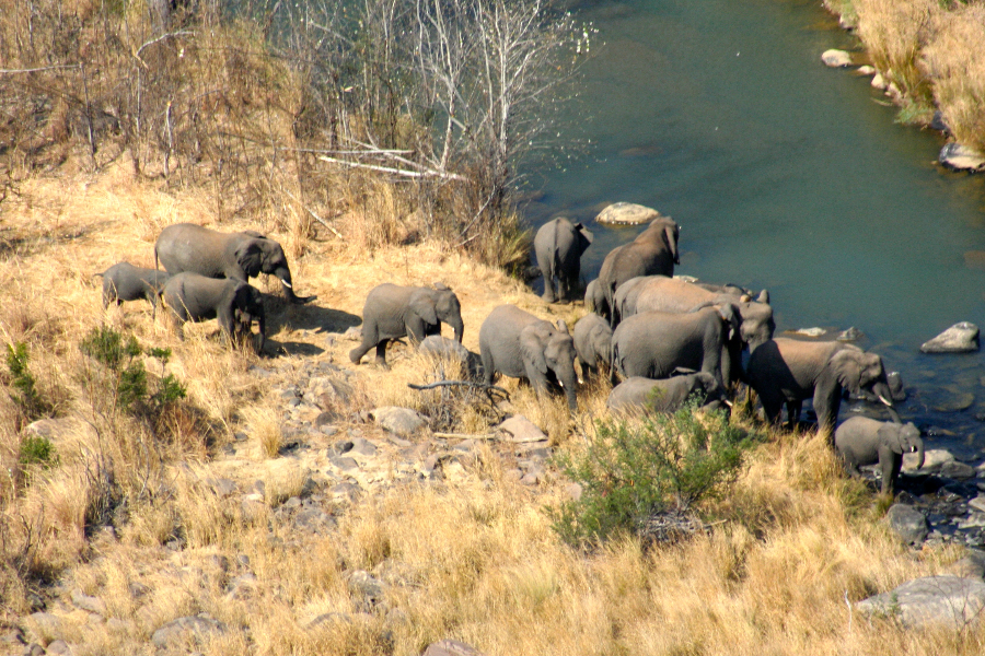 elephants à Esiweni Safari Lodge - ©Esiweni Safari Lodge