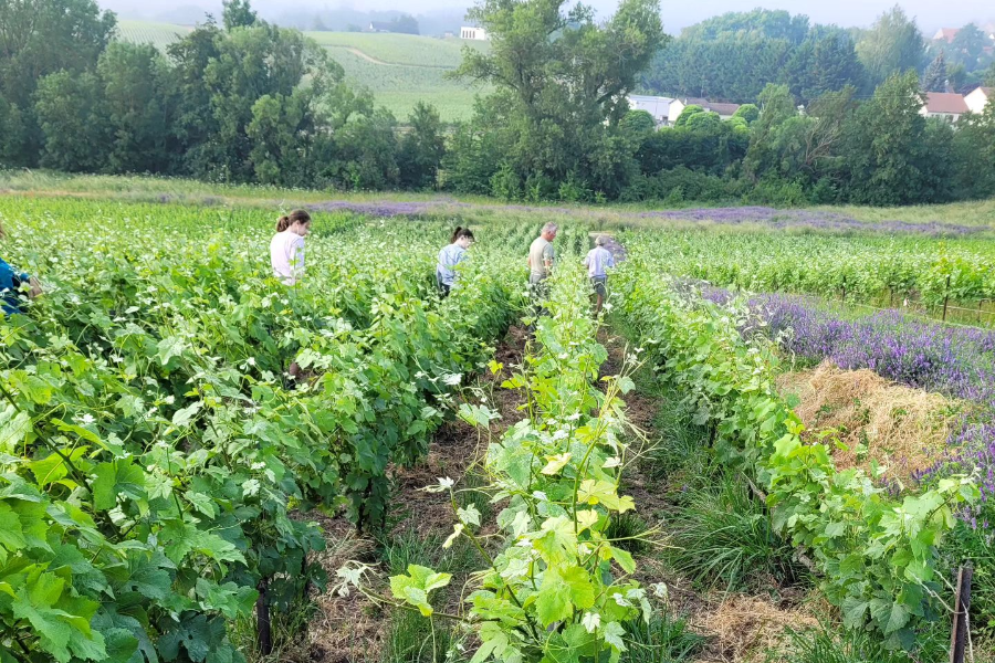 CHAMPAGNE JEAN MARIE MASSONNOT