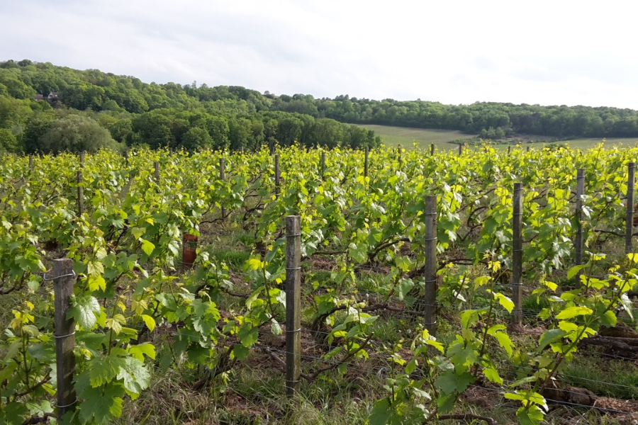 CHAMPAGNE JEAN MARIE MASSONNOT