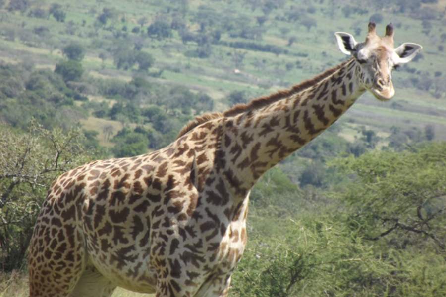 Giraffe from Akagera National Park-Rwanda - ©Claudien