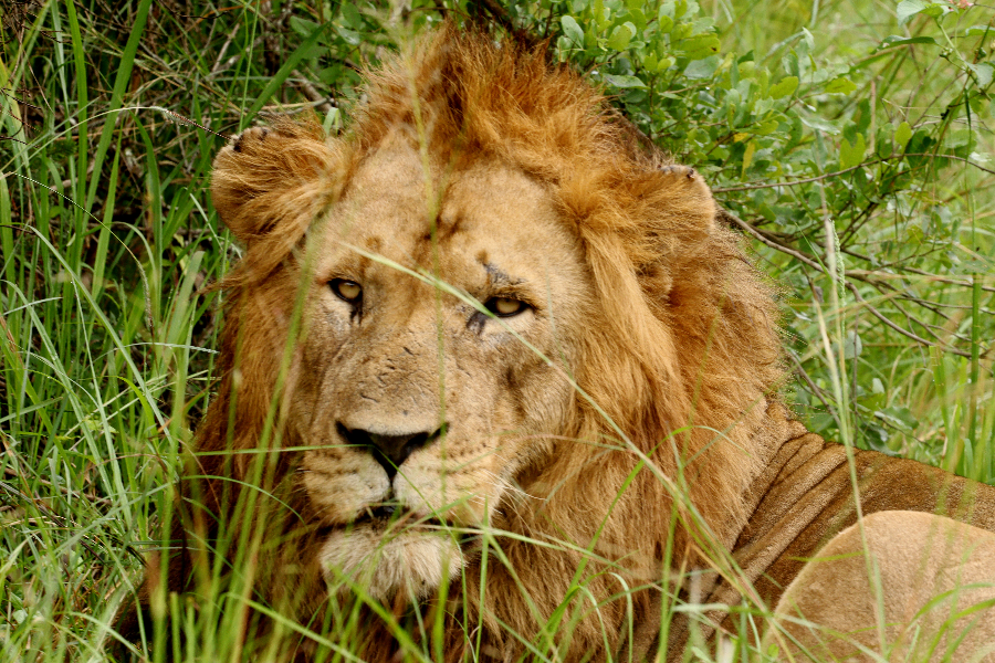 Lion in Akagera National Park-Rwanda - ©Birding and Educational Tours