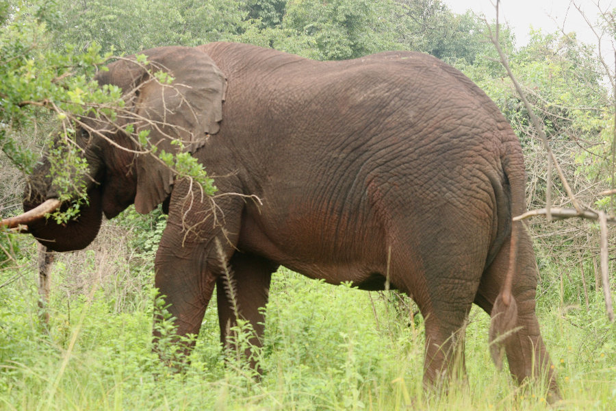 The African savannah elephant - ©Birding and educational Tours