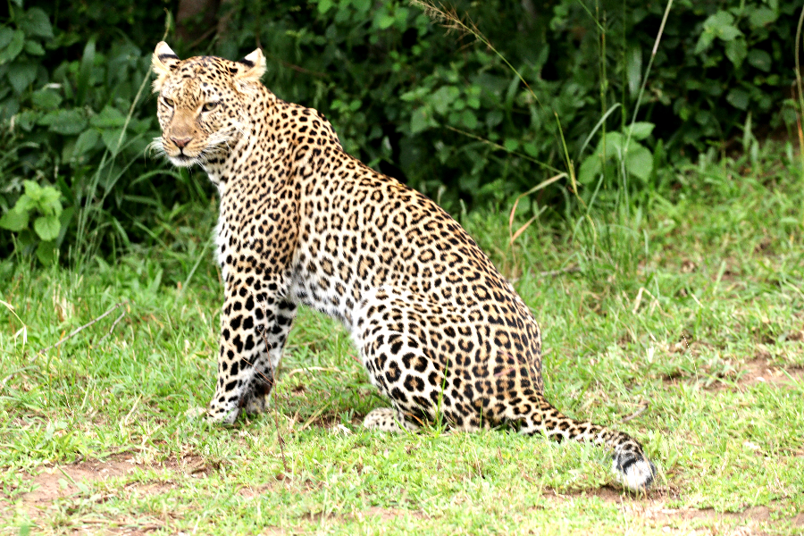 Leopard du Parc National de l'Akagera - ©Birding and Educational Tours