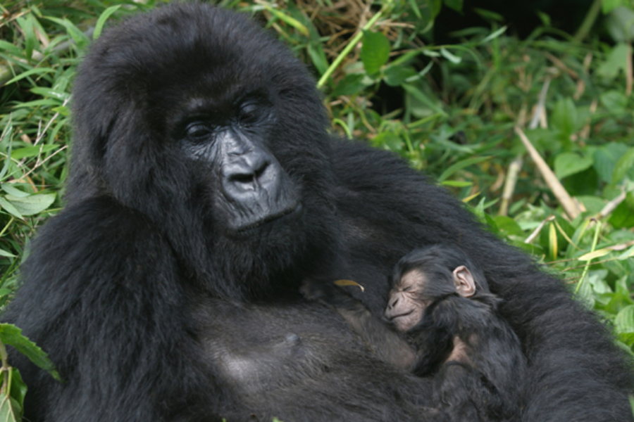 Gorille de Montagne-Uganda, Rwanda - ©Birding and Educational Tours