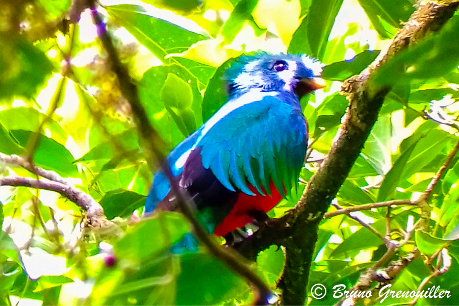 Quetzal - Costa Rica - ©Bruno Grenouiller