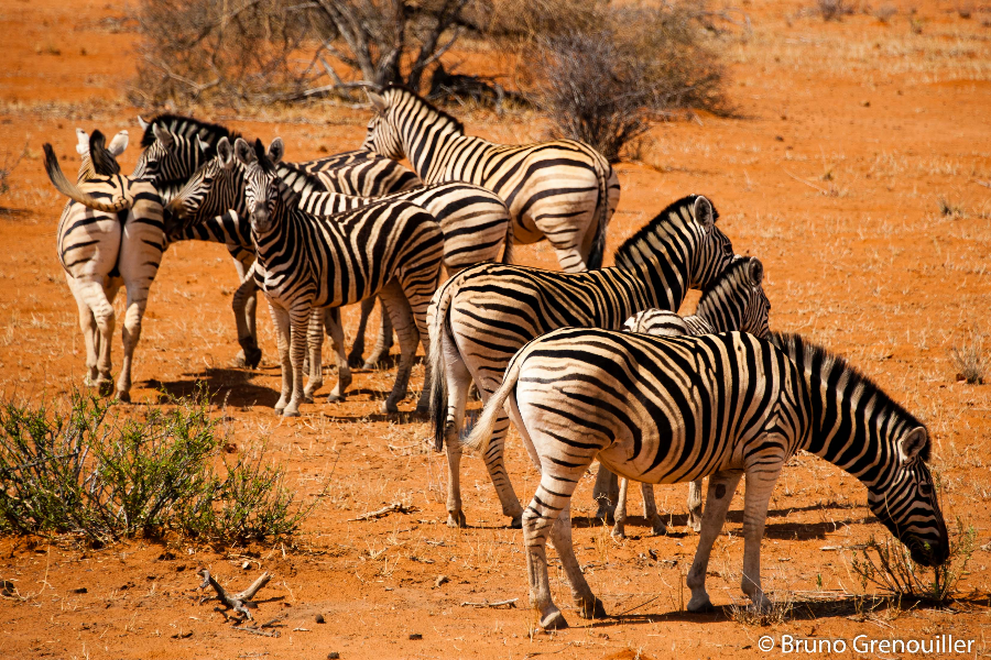 Zèbres, Parc National d'Etosha en Namibie - ©Bruno Grenouiller