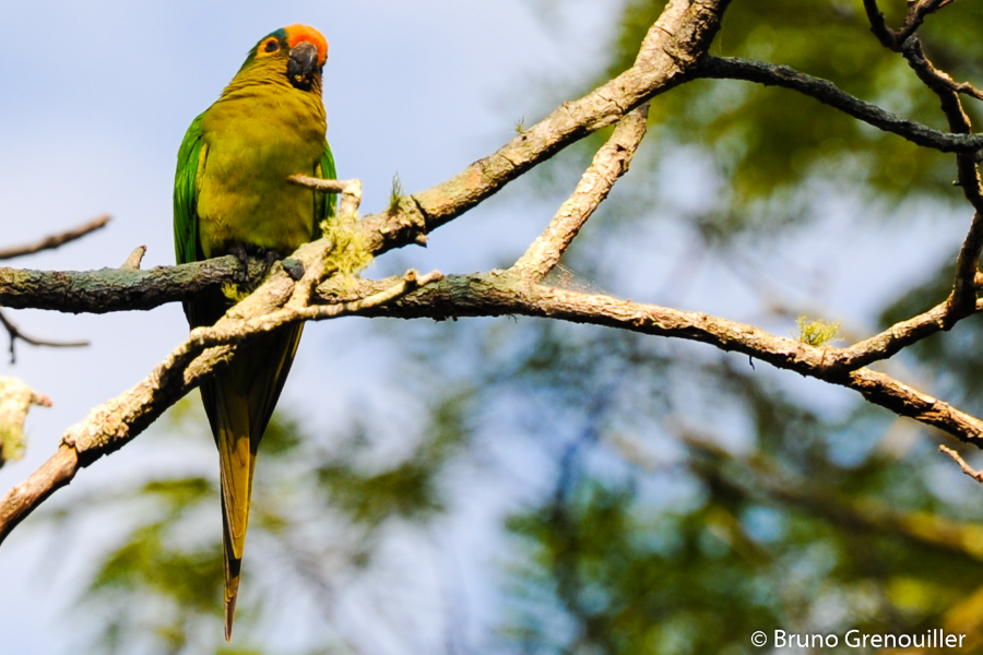 Péroquet, dans le Pantanal, au Brésil - ©Bruno Grenouiller