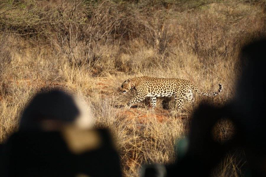 Léopard tracking - Okonjima réserve - ©Damien Morel