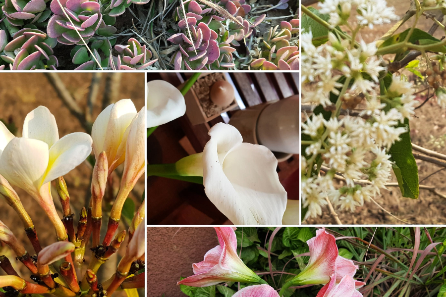 Le jardin fleuri - Bugesera Lodge - ©Bugesera Lodge
