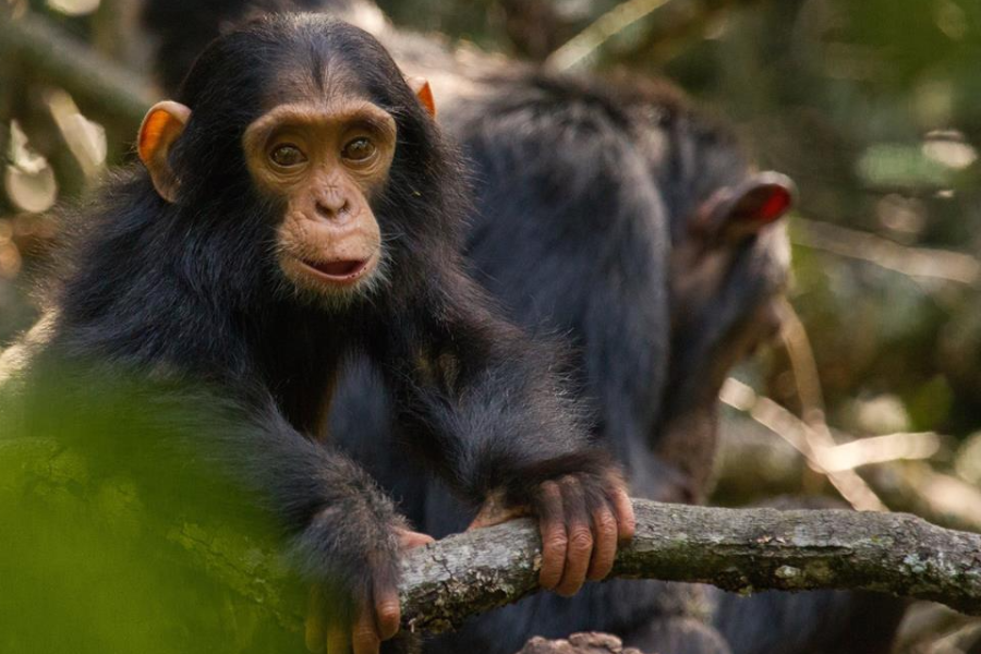 Bébé chimpanzé - ©The Uganda Safari Company