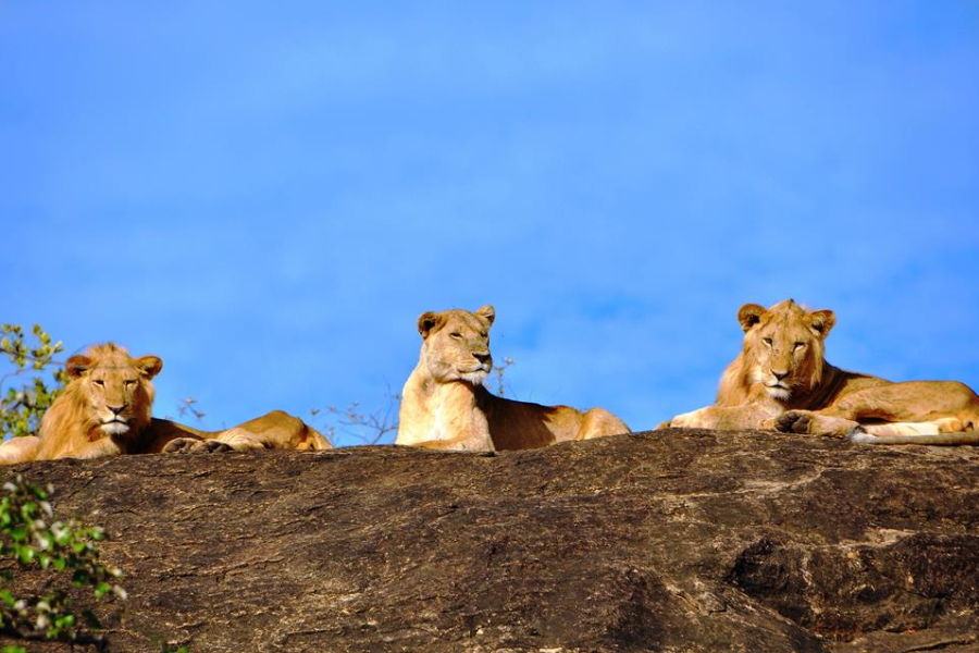 Lions dans le Parc National Queen Elizabeth - ©The Uganda Safari Company