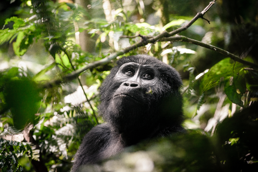 Gorille Parc National de Bwindi - ©Sanctuary Retreats