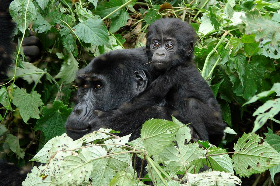 Gorilles Parc National de Bwindi - ©The Uganda Safari Company