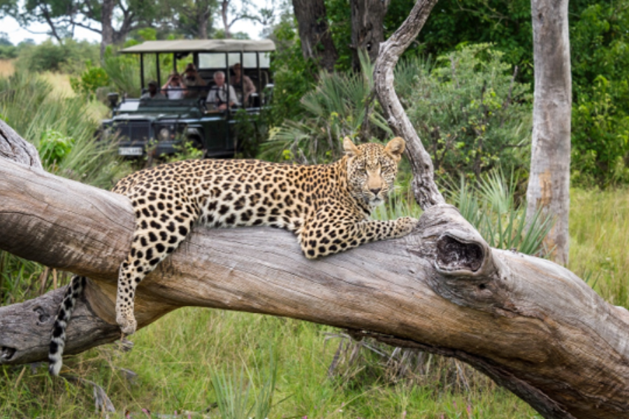  - ©SAFARIS OKAVANGO