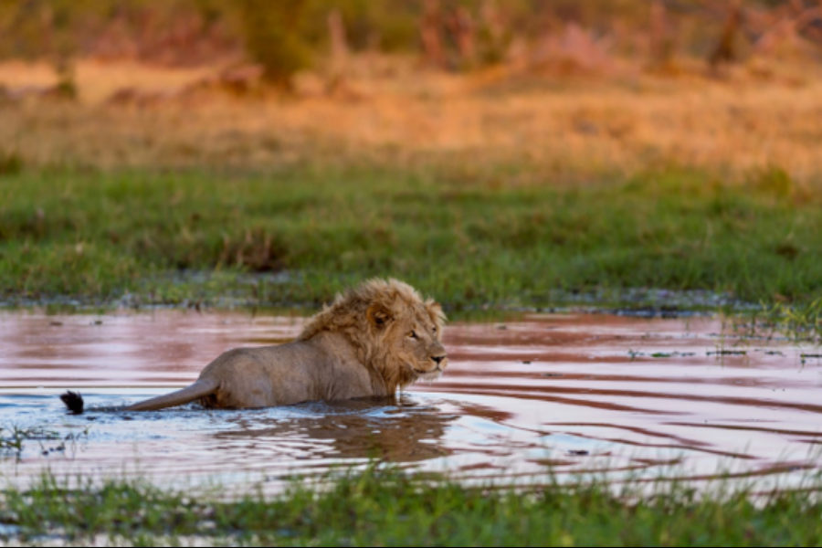 Delta de l’Okavango – Concession privée de Gomoti - ©Machaba Safaris