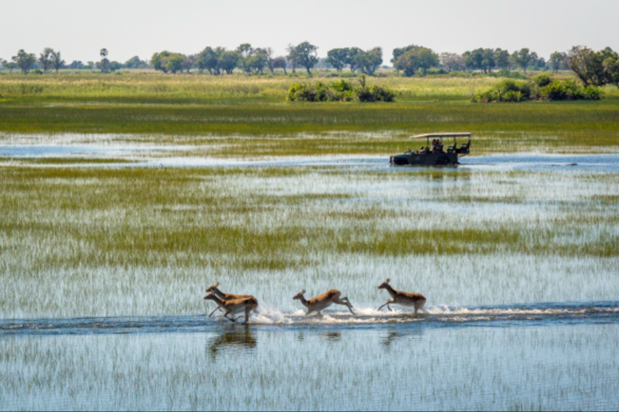 Delta de l’Okavango – Safari concession privée de Jao - ©Wilderness