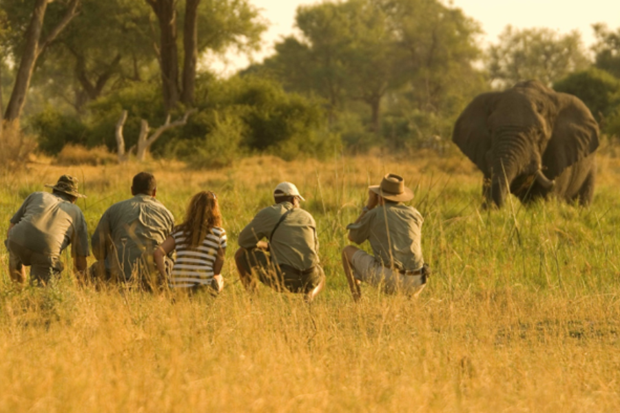 Région de Khwai – Safari pédestre - ©African Bush Camps