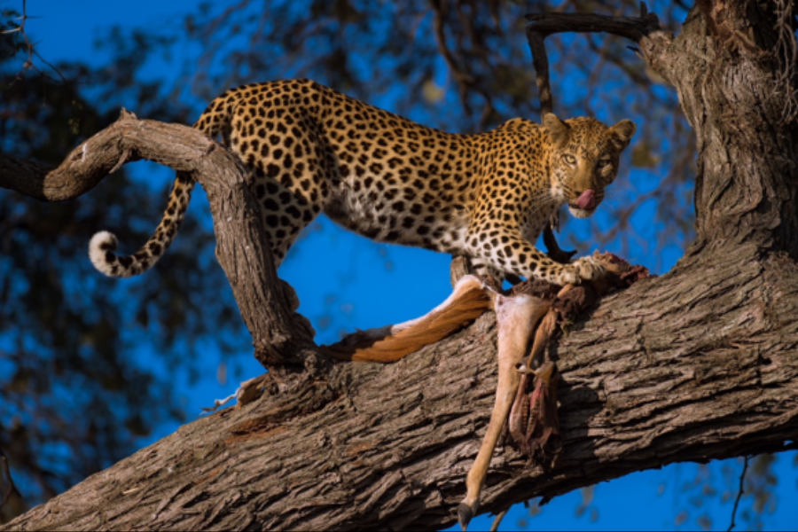 Delta de l’Okavango – Concession privée de Gomoti - ©Machaba Safaris