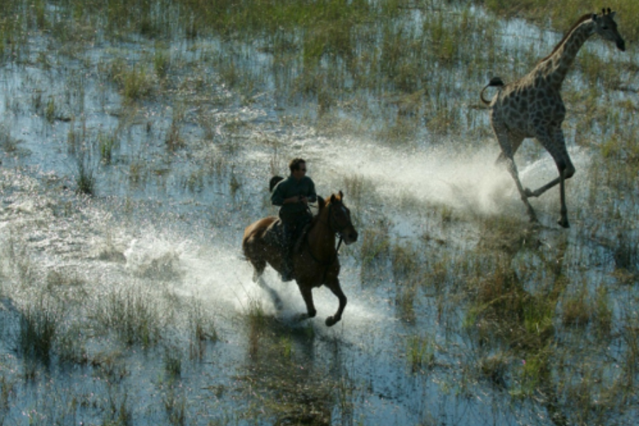 Delta de l’Okavango – Safari équestre au Macatoo Safari Camp - ©African Horseback Safaris