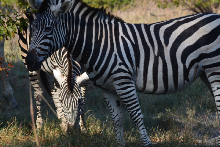 zebras in moremi game reserve - ©travel creations botswana 2020
