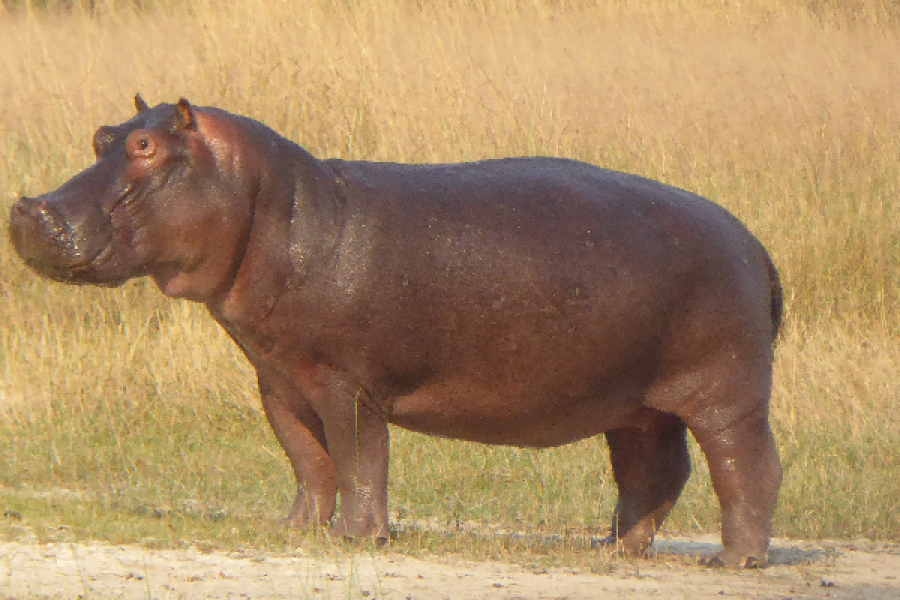 hippo in Moremi game reserve - ©travel creations botswana 2020
