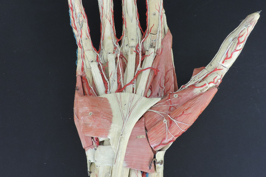Écorché de la main - ©musee anatomie