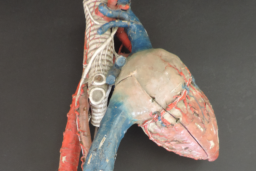 Cœur humain - ©musee anatomie