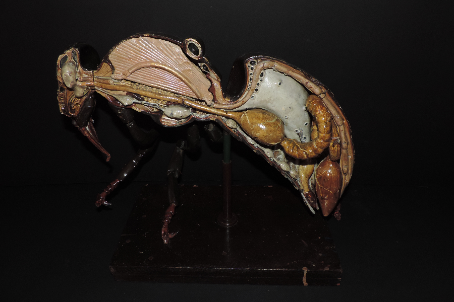 Abeille (coupe) - ©musee anatomie