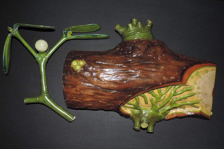 Gui (parasite des arbres) - ©musee anatomie