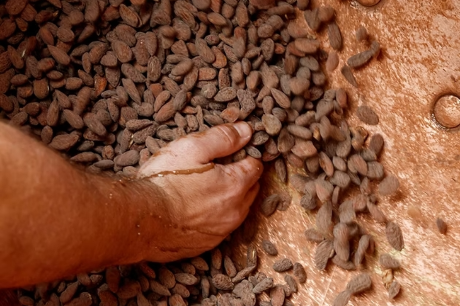 Cacao Noir Ou Blanc