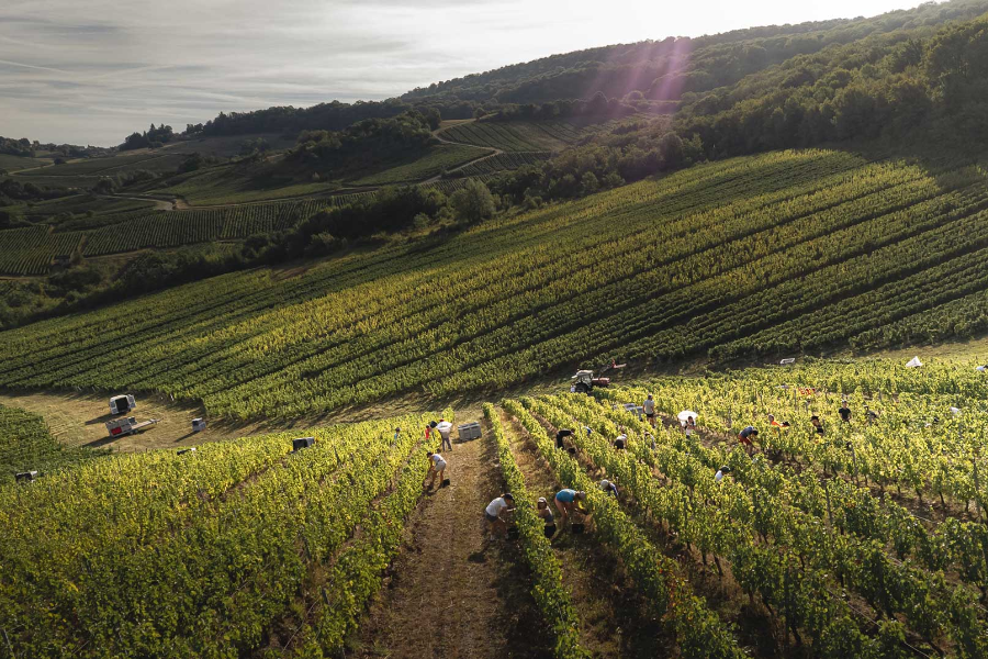 Les vendanges - ©Vins Arnoux