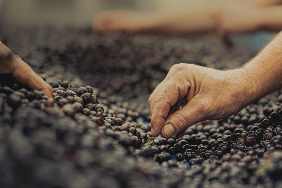 Nos sélections de grains - ©Vins Arnoux