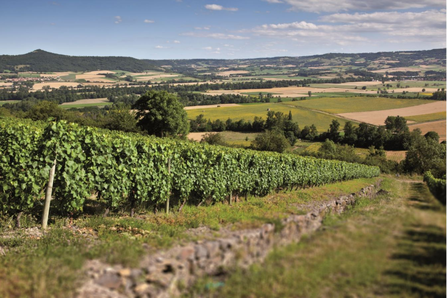 Les vignes du Puy de Dôme - ©Desprat Saint-Verny