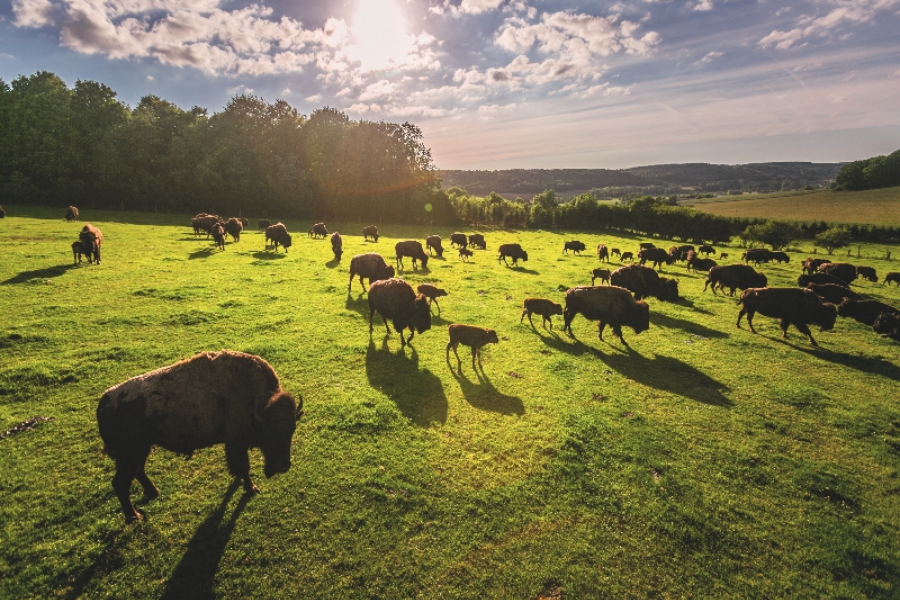 PARC CANADIEN RÊVE DE BISONS Parc animalier Ferme Muchedent (76590) — free download