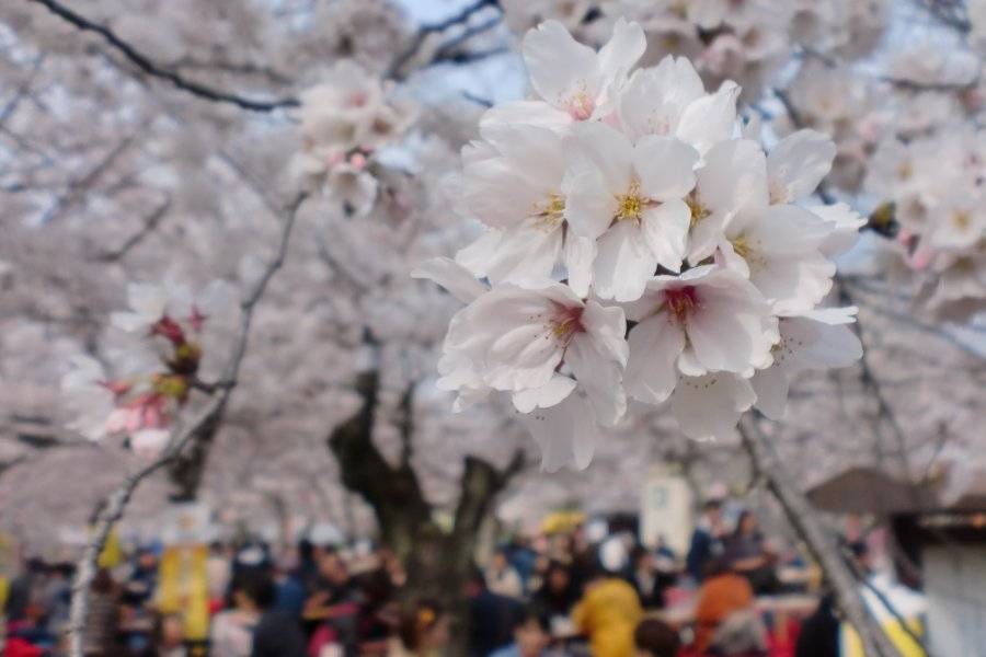 Le printemps - ©AU FIL DU JAPON